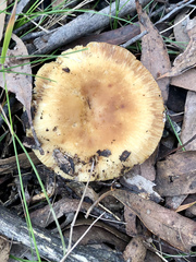 Russula neerimea