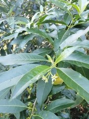 Cestrum laevigatum
