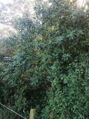 Cestrum laevigatum