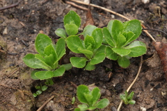 Campanula chamissonis