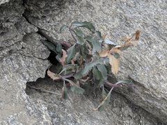 Penstemon clevelandii connatus