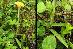 Helichrysum pallidum image