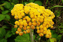 Helichrysum pallidum image