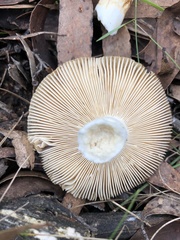 Russula neerimea