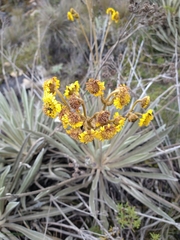 Espeletia boyacensis