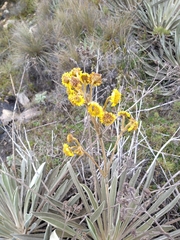 Espeletia boyacensis