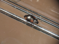 Plamius quadrinotatus