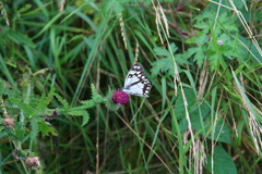Melanargia halimede