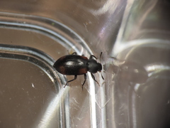 Plamius quadrinotatus