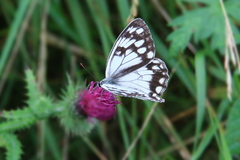 Melanargia halimede