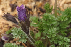 Pulsatilla campanella