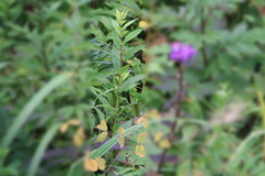 Lycopus charkeviczii