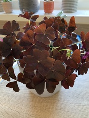 Oxalis triangularis triangularis