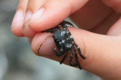 Hemigrapsus sanguineus