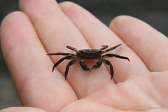 Hemigrapsus sanguineus