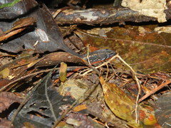 Loxopholis parietalis