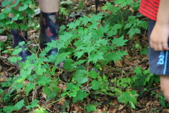 Acer pseudosieboldianum