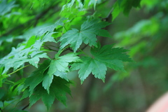 Acer pseudosieboldianum