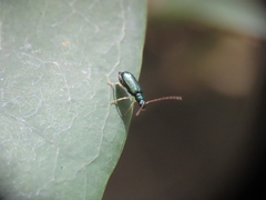 Pseudotheopea sauteri