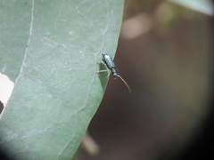 Pseudotheopea sauteri