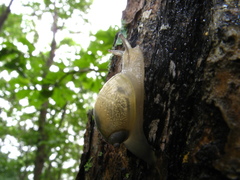Succinea lauta