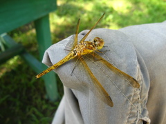 Sympetrum striolatum imitoides