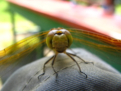 Sympetrum striolatum imitoides