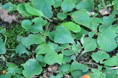 Chrysosplenium pilosum