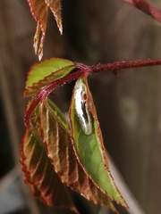 Syrphidae