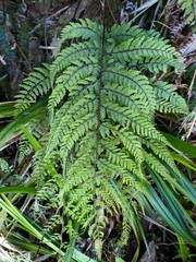 Athyrium tripinnatum