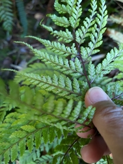 Athyrium tripinnatum