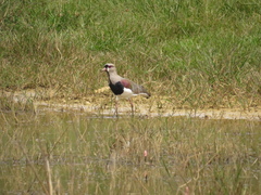 Vanellus chilensis