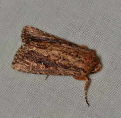 Dasygaster ligniplena