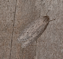 Agriophara cinderella