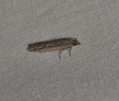 Hermenias rivulifera