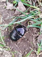 Geotrupes stercorarius