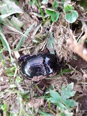 Geotrupes stercorarius