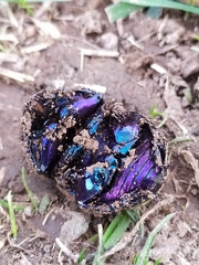 Geotrupes stercorarius
