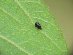 Aphthona formosana