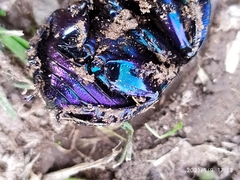 Geotrupes stercorarius