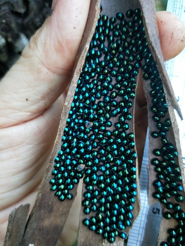 Steelblue Lady Beetle