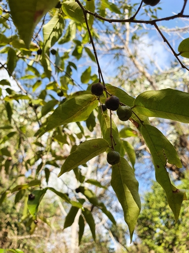Savia sessiliflora, photograph 1