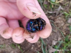 Geotrupes stercorarius