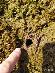 Geotrupes stercorarius