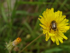 Chasmatopterus