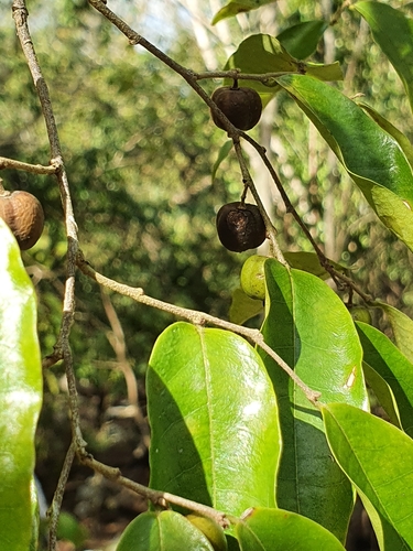 Savia sessiliflora, photograph 2