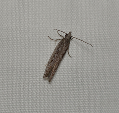 Hermenias rivulifera