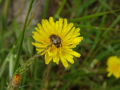 Chasmatopterus