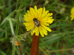 Chasmatopterus