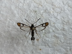 Synanthedon conopiformis